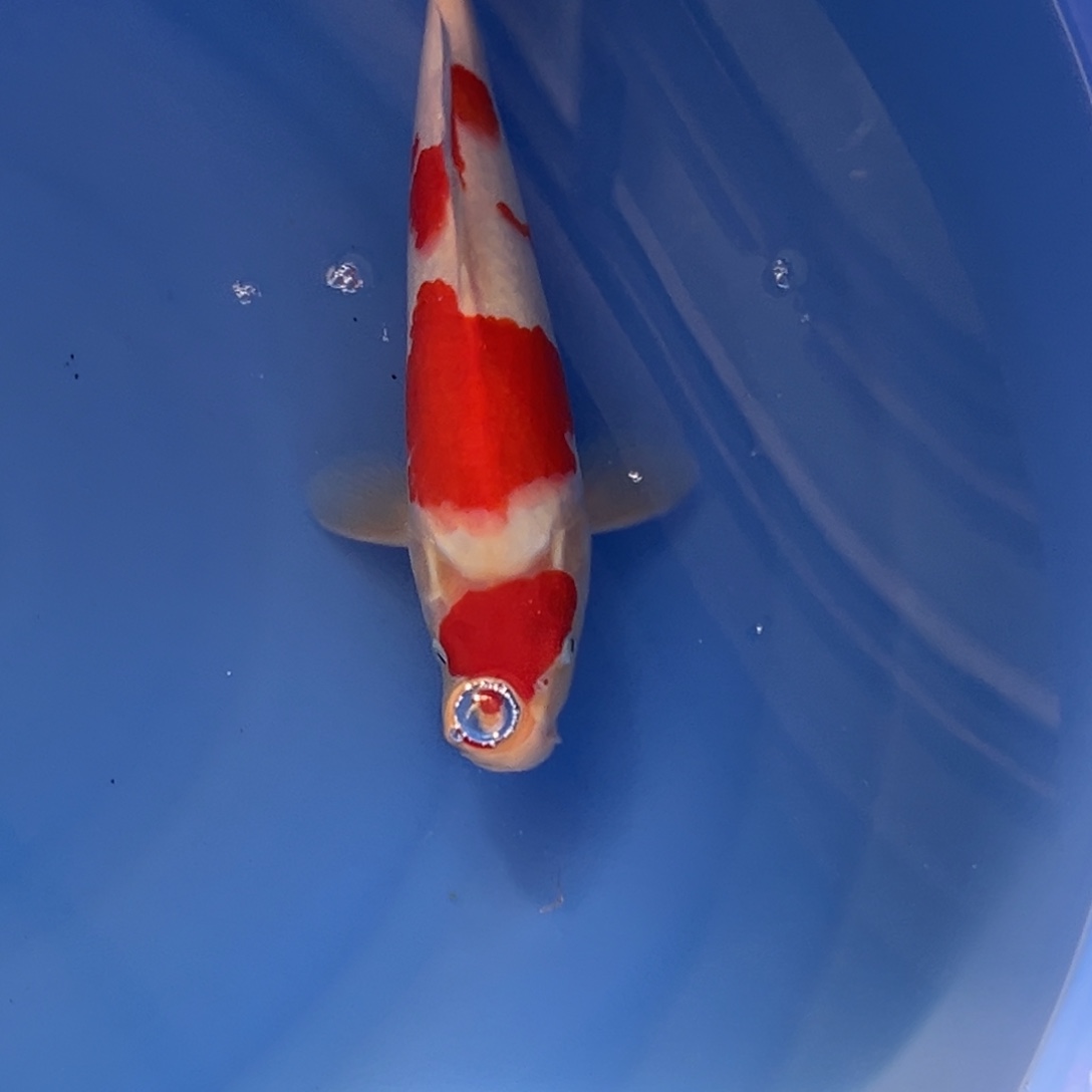 执***着锦鲤红白锦鲤0001