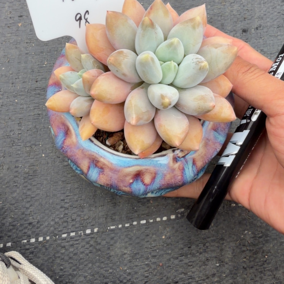 一物一拍状态黄胖体哥特98