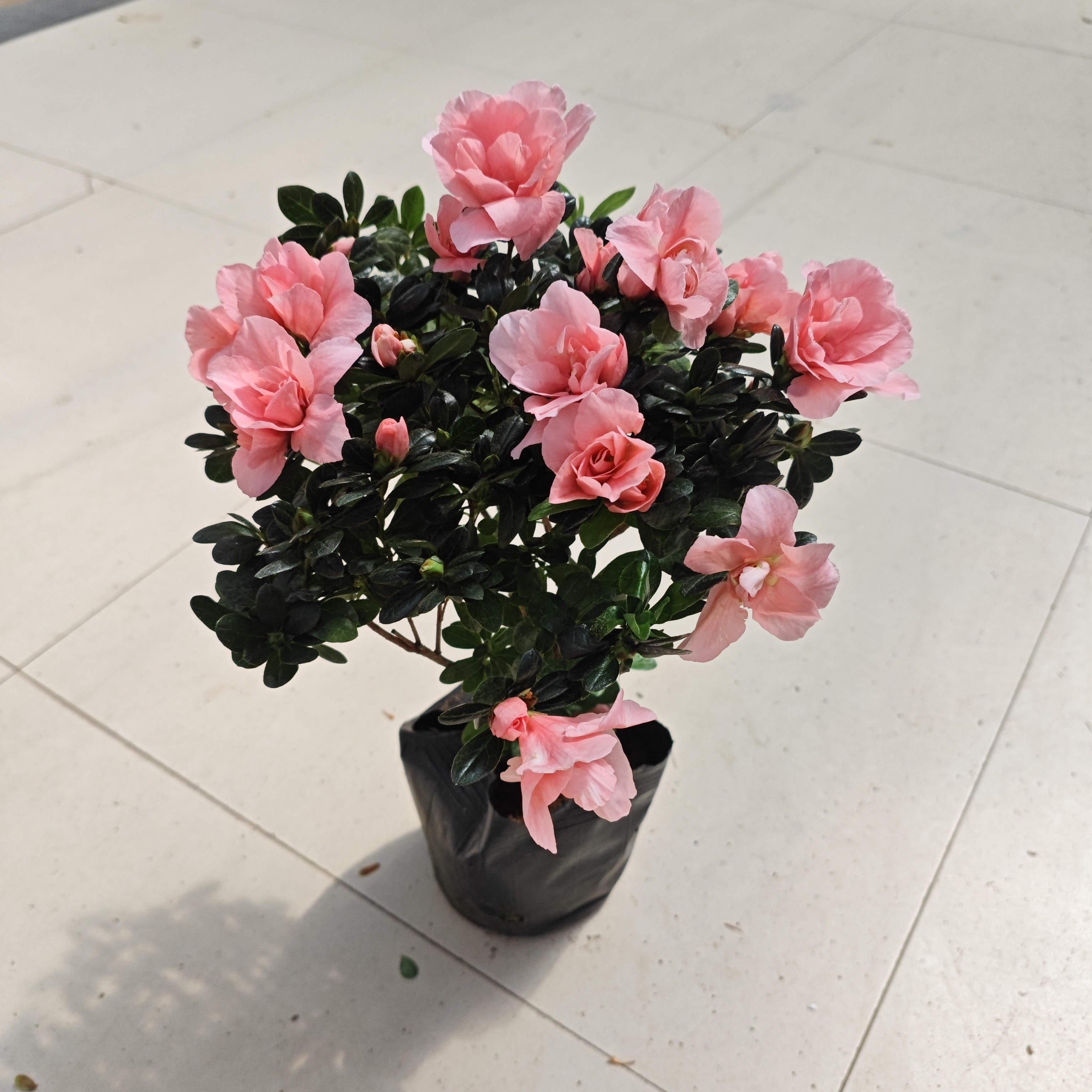 小桃红杜鹃开花植物