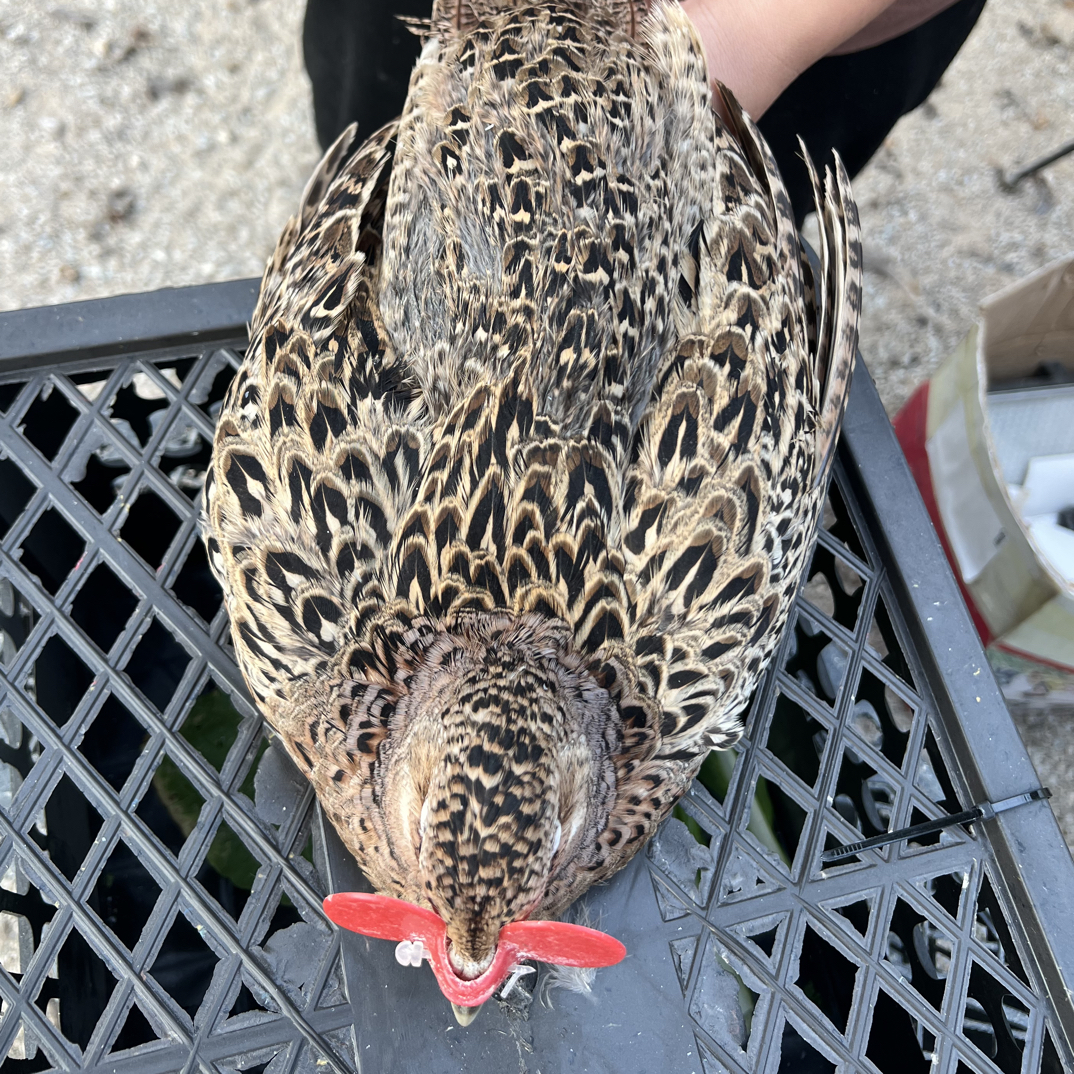 【快递包邮】1母 广西正宗七彩山鸡整鸡户外散养可观赏可食用