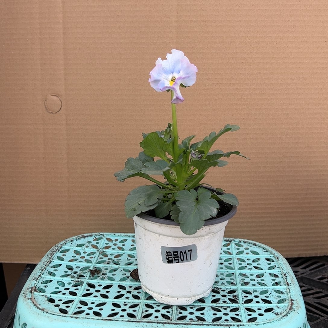 【闪购商品】完全开放017号