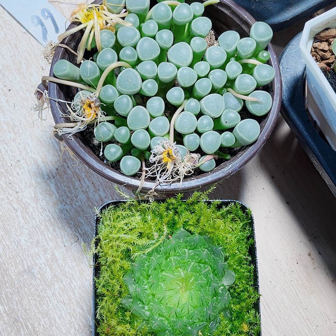 两个花花都是精品