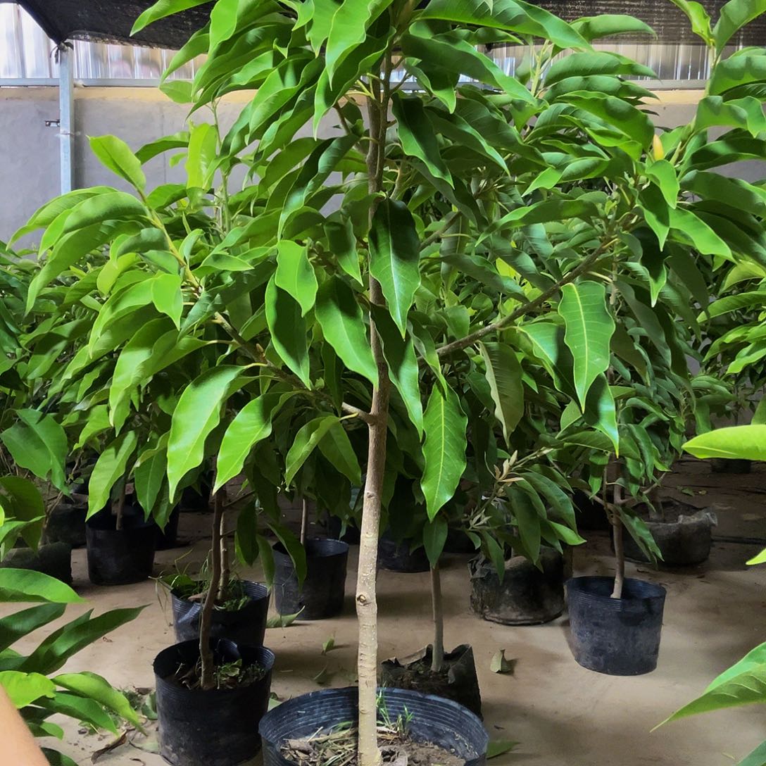完全开放黄兰花福利价格110