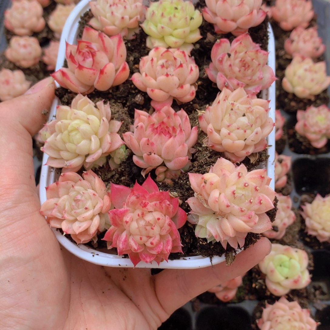 墨***灵我要去看你了啊012