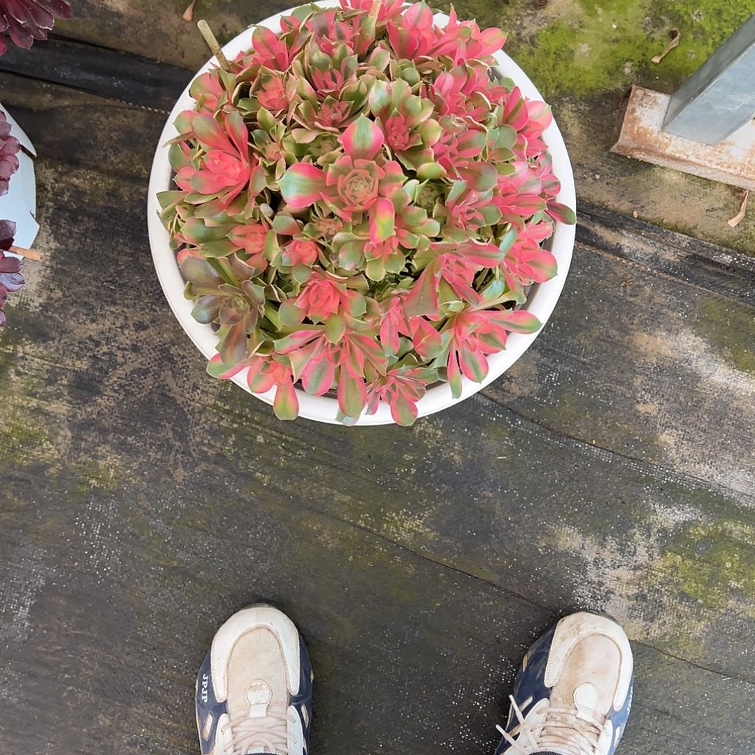 妍***希香妃多肉法师植物