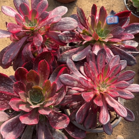 657多肉植物组合