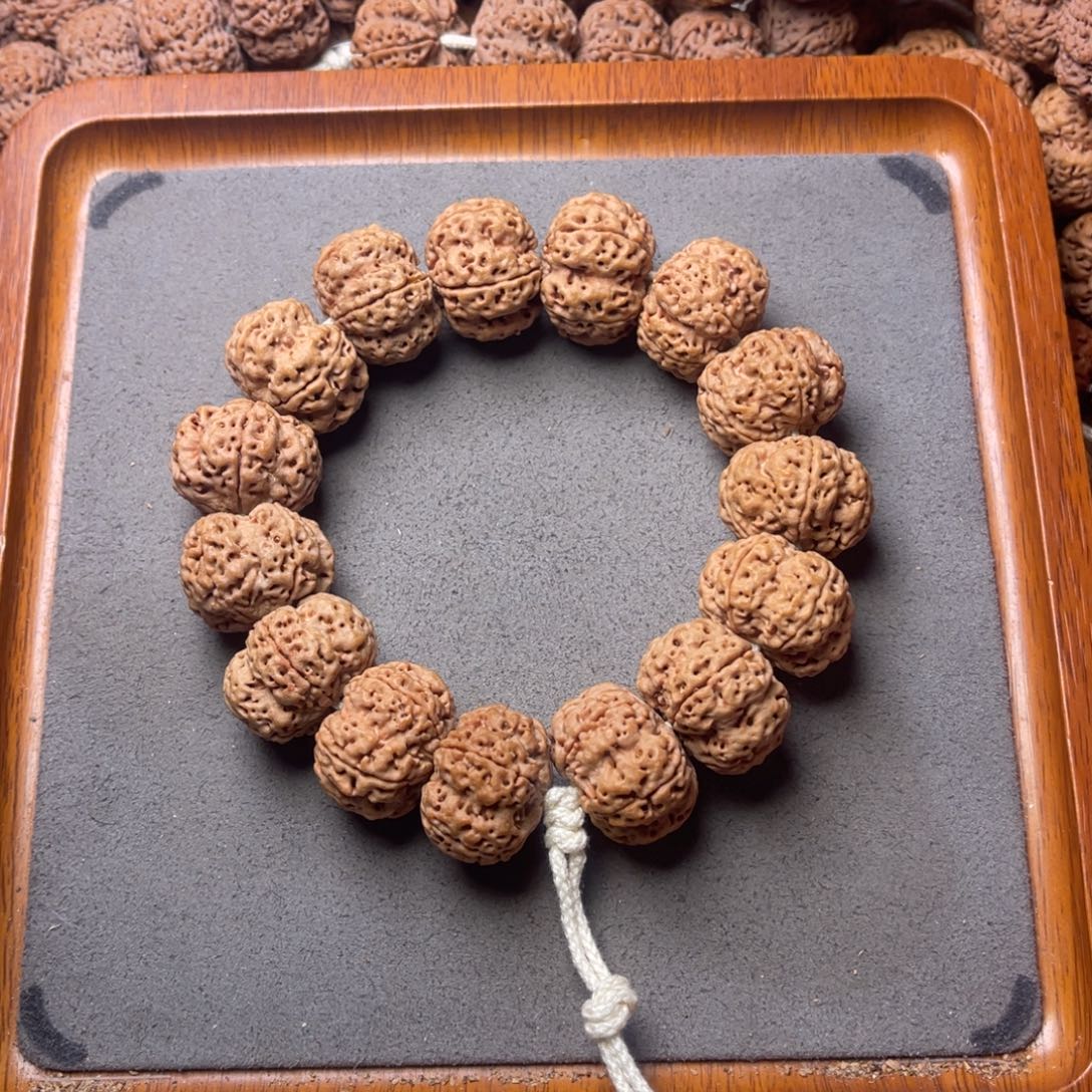 菩提籽类7号金刚菩提矮壮满肉梅花24