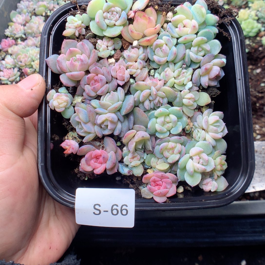 无花朵S66英语英语