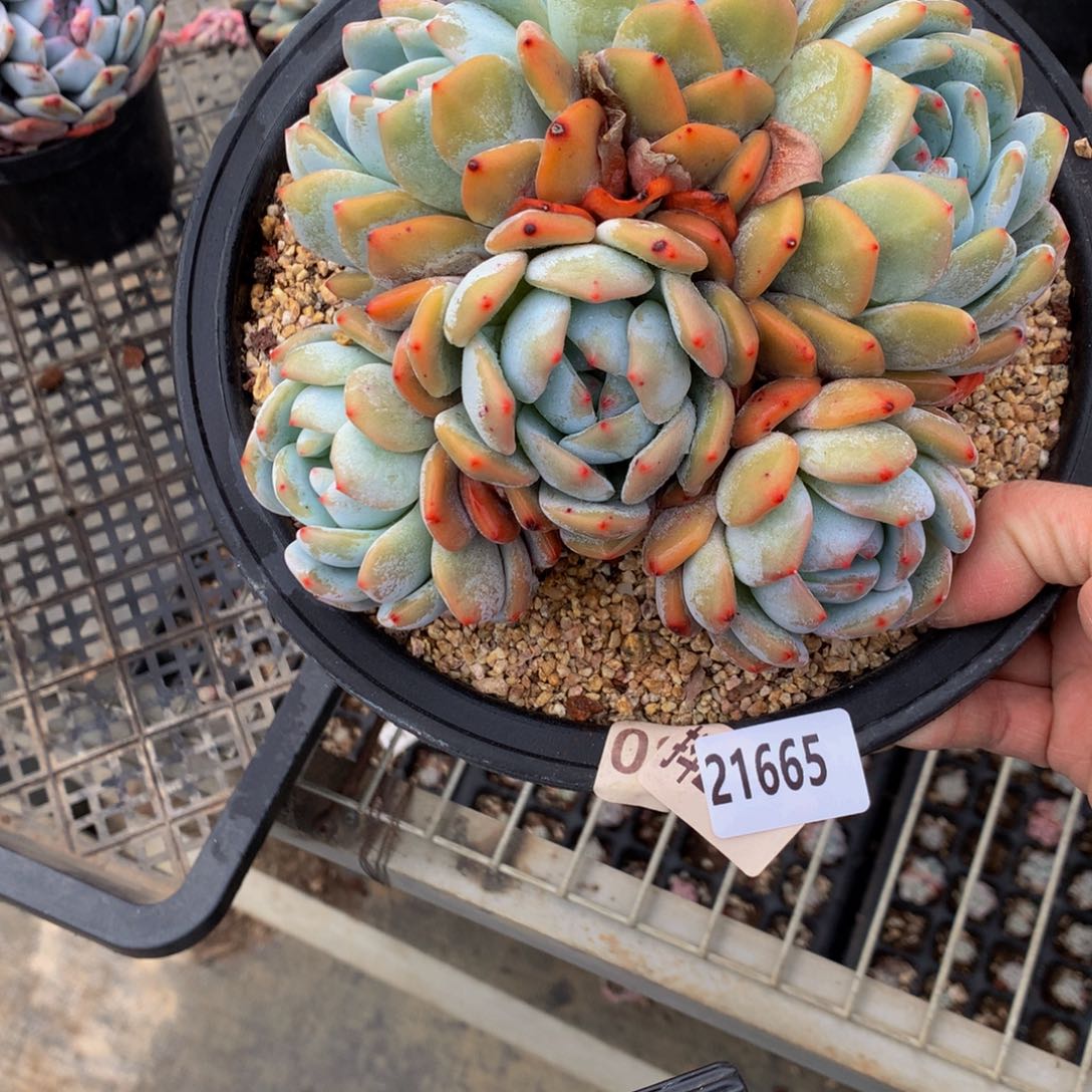 21665多头一哥们一天吃