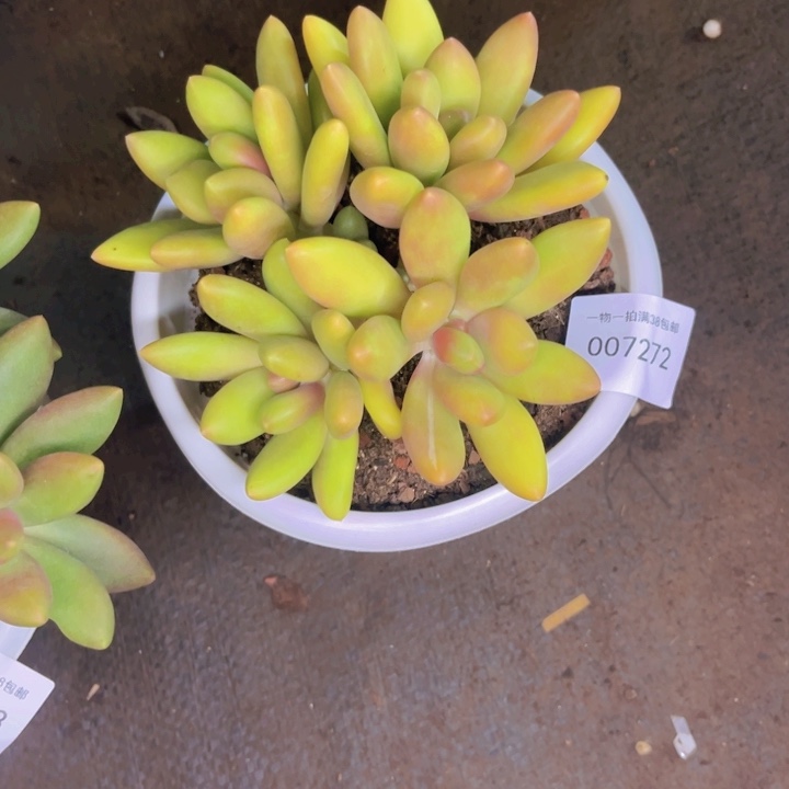 多肉一物一拍7272