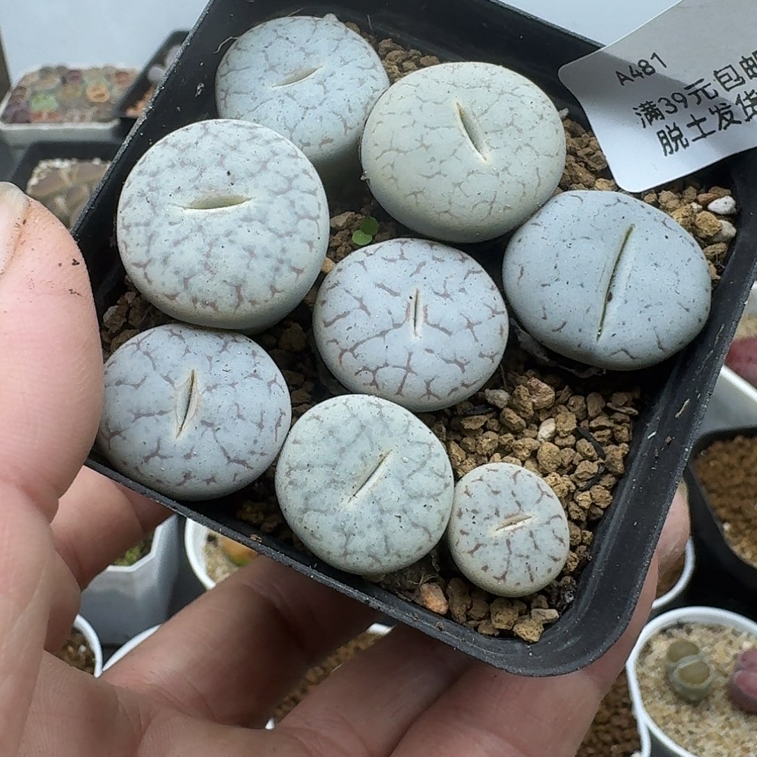 481多肉哈哈哈哈哈哈哈