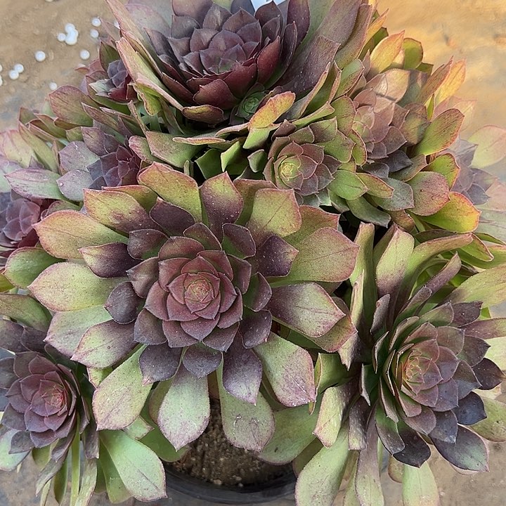 2.10-11桃花石多肉