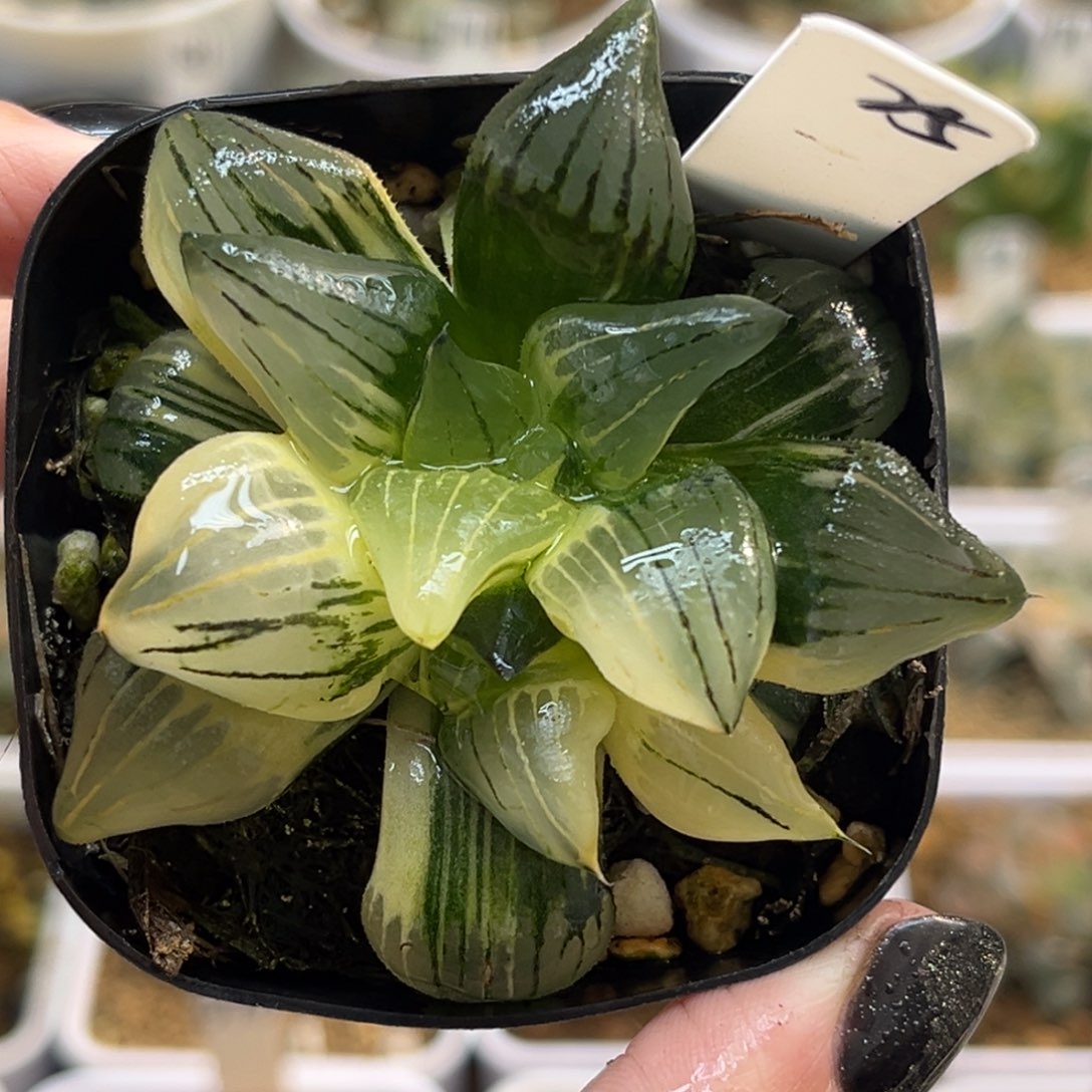 25红纹寿锦福利专场