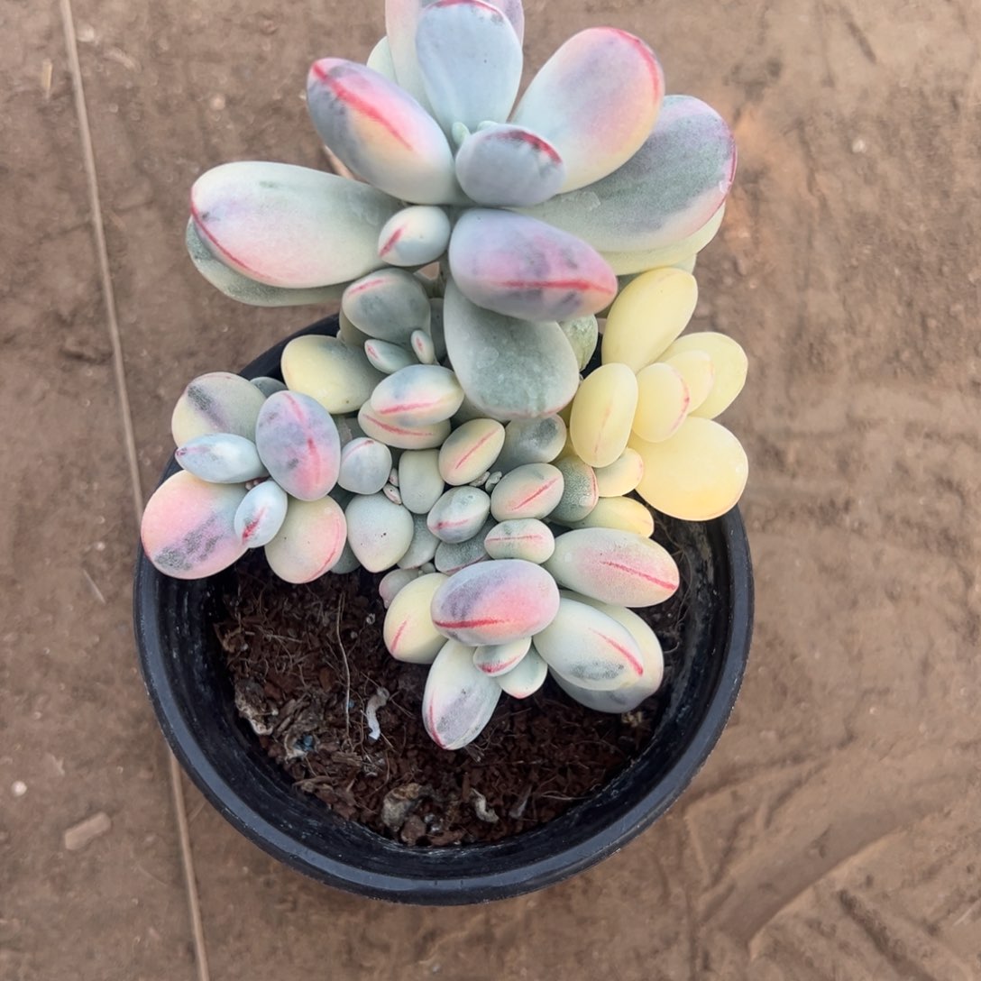 多肉乒乓福娘锦2546号