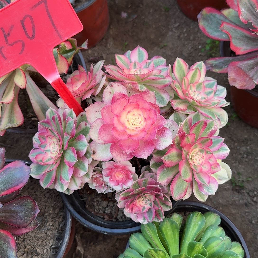 4507倾城多肉法师