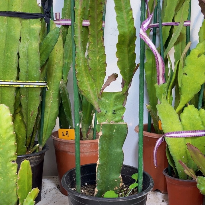 当前无花栽培后可以开花O****子小玫红