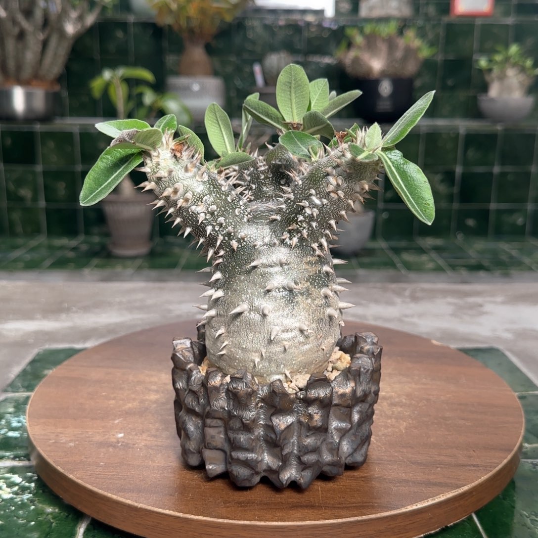 惠比大黑一物一拍