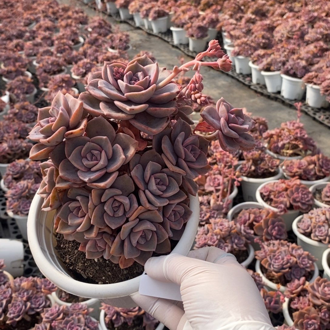 482彩虹糖一物一拍