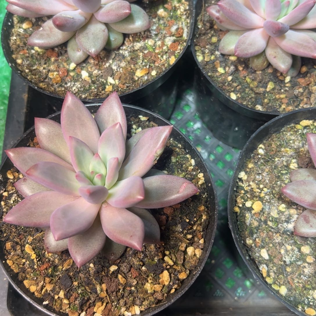 虞美人多肉，，，，，