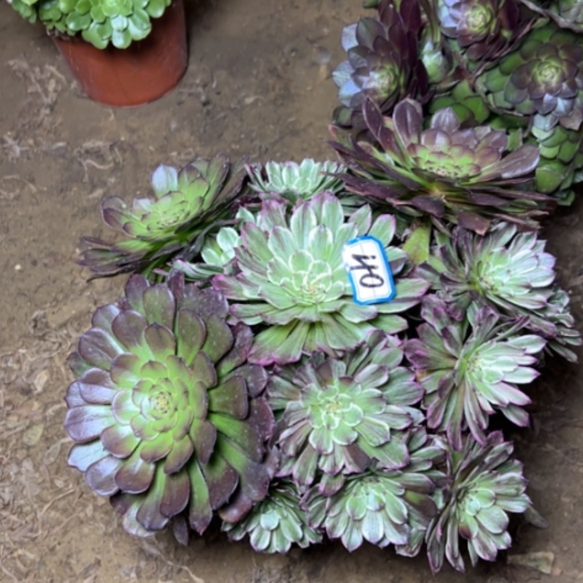 【闪购商品】多肉植物阴阳40