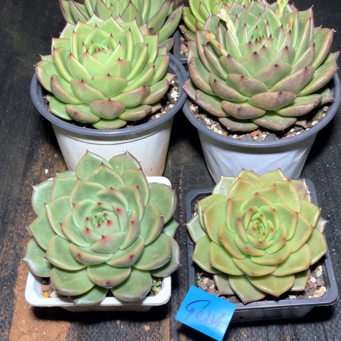 雕***民一组买一送五0334