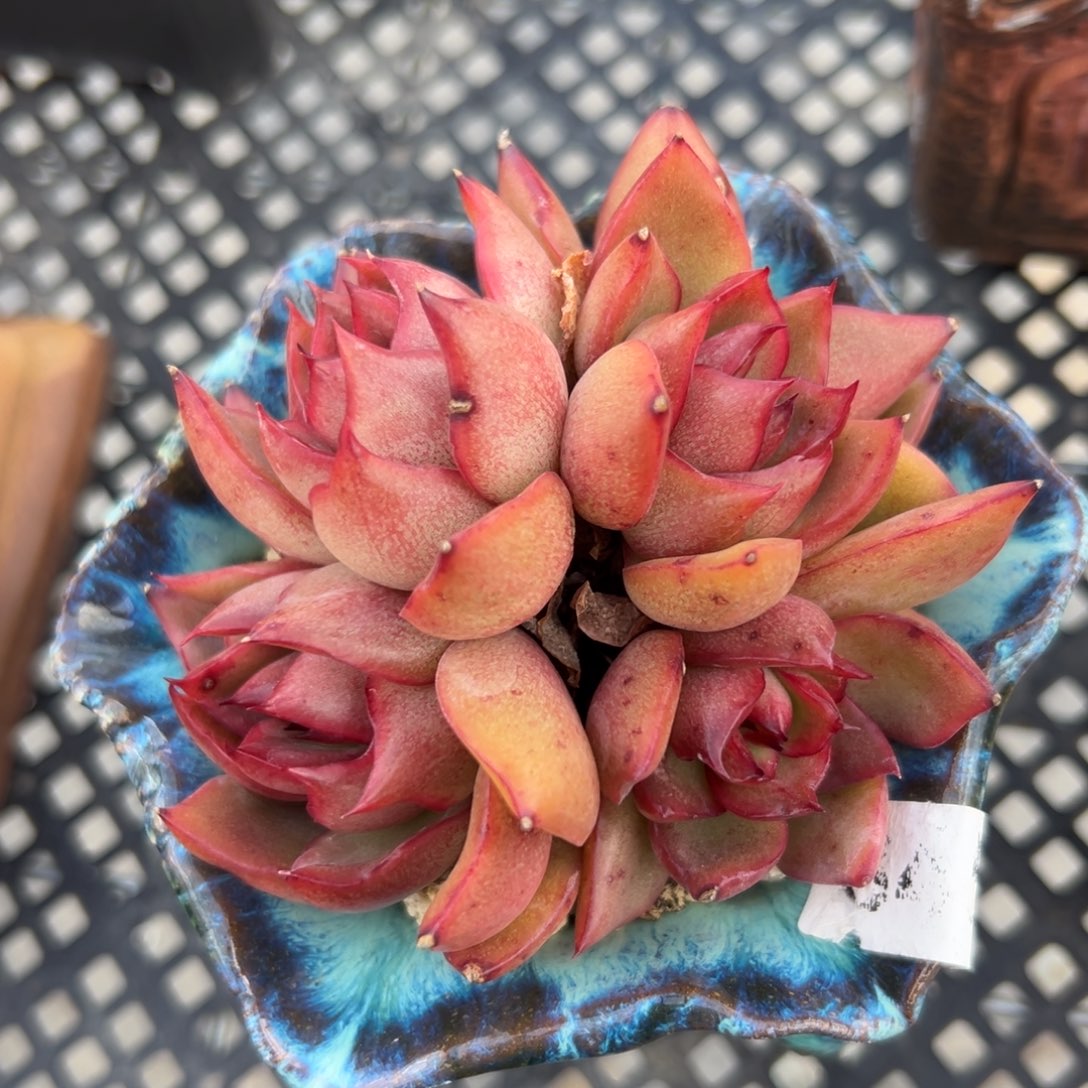 红东云精控多肉一物一拍