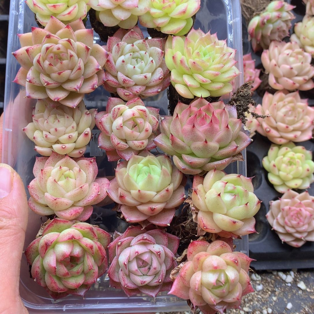 反反复复还是很开心的067