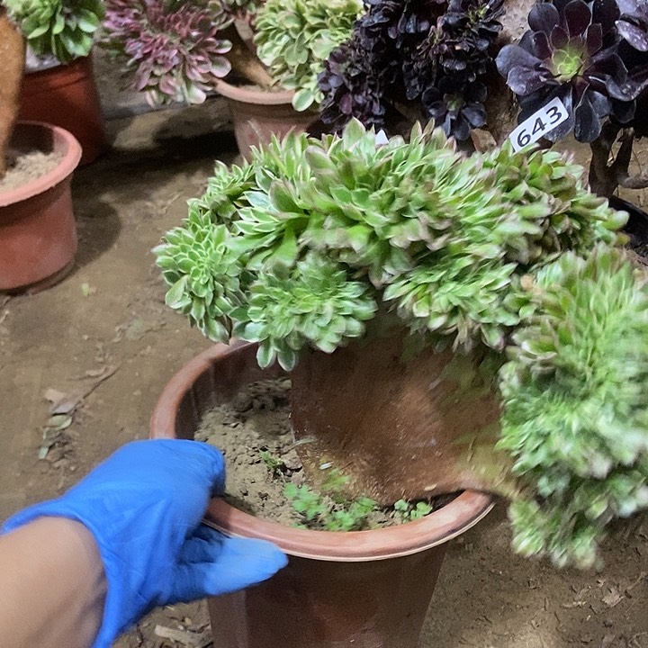 666海王老庄缀化老板子