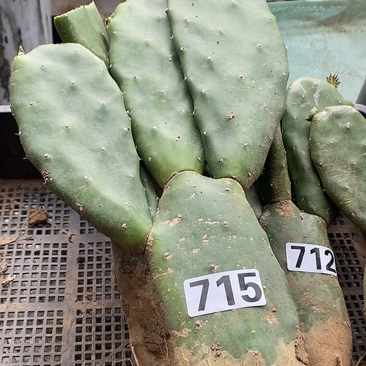 灵***妹715胭脂掌一颗包邮