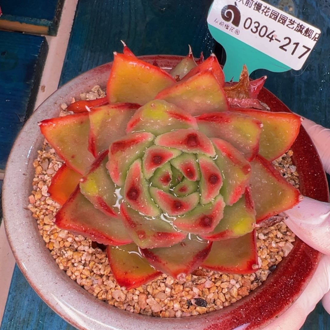 从前慢多肉精选编号0304.217