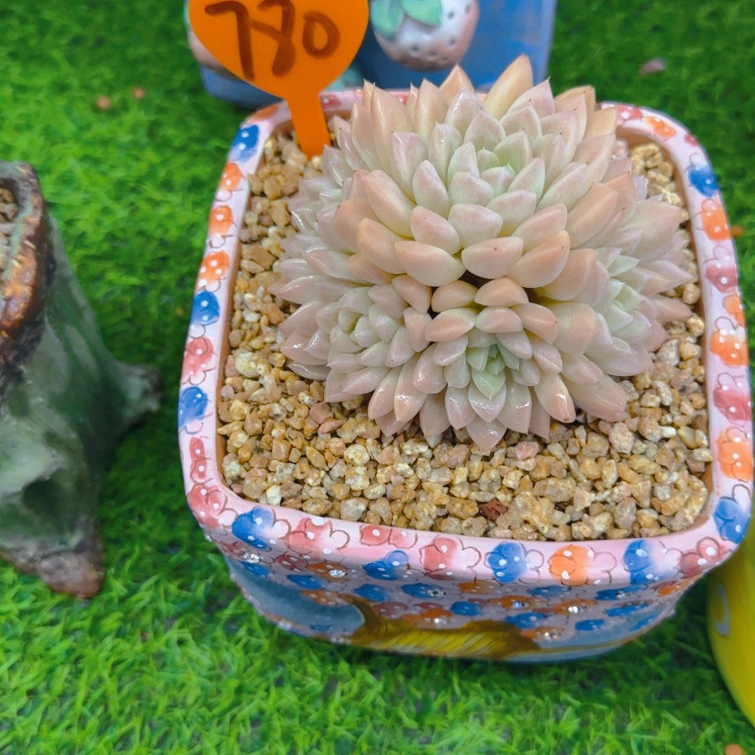 ?***剧780多肉植物一物一拍