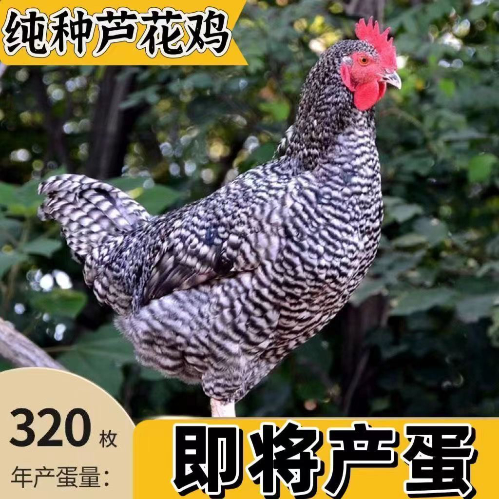 汶上芦花鸡宠物鸡黑芦花每只半斤左右高产蛋年产蛋320枚包邮到家