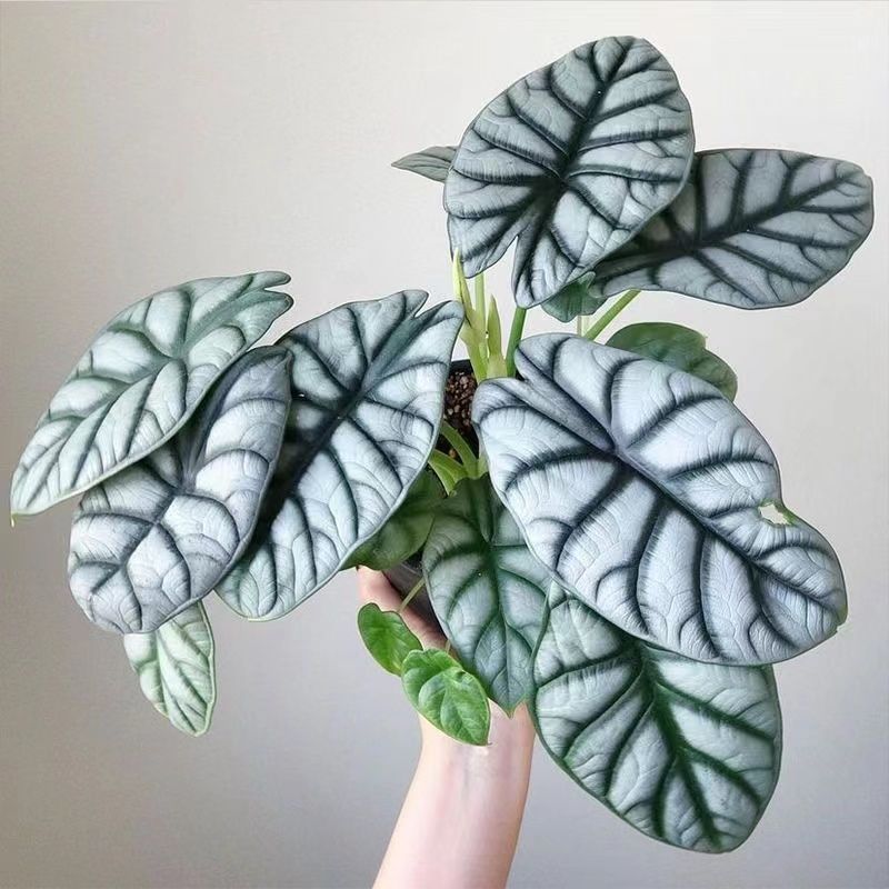 白犀牛海芋ins水土培天鹅绒竹芋盆栽室内办公室耐阴北欧好养植物