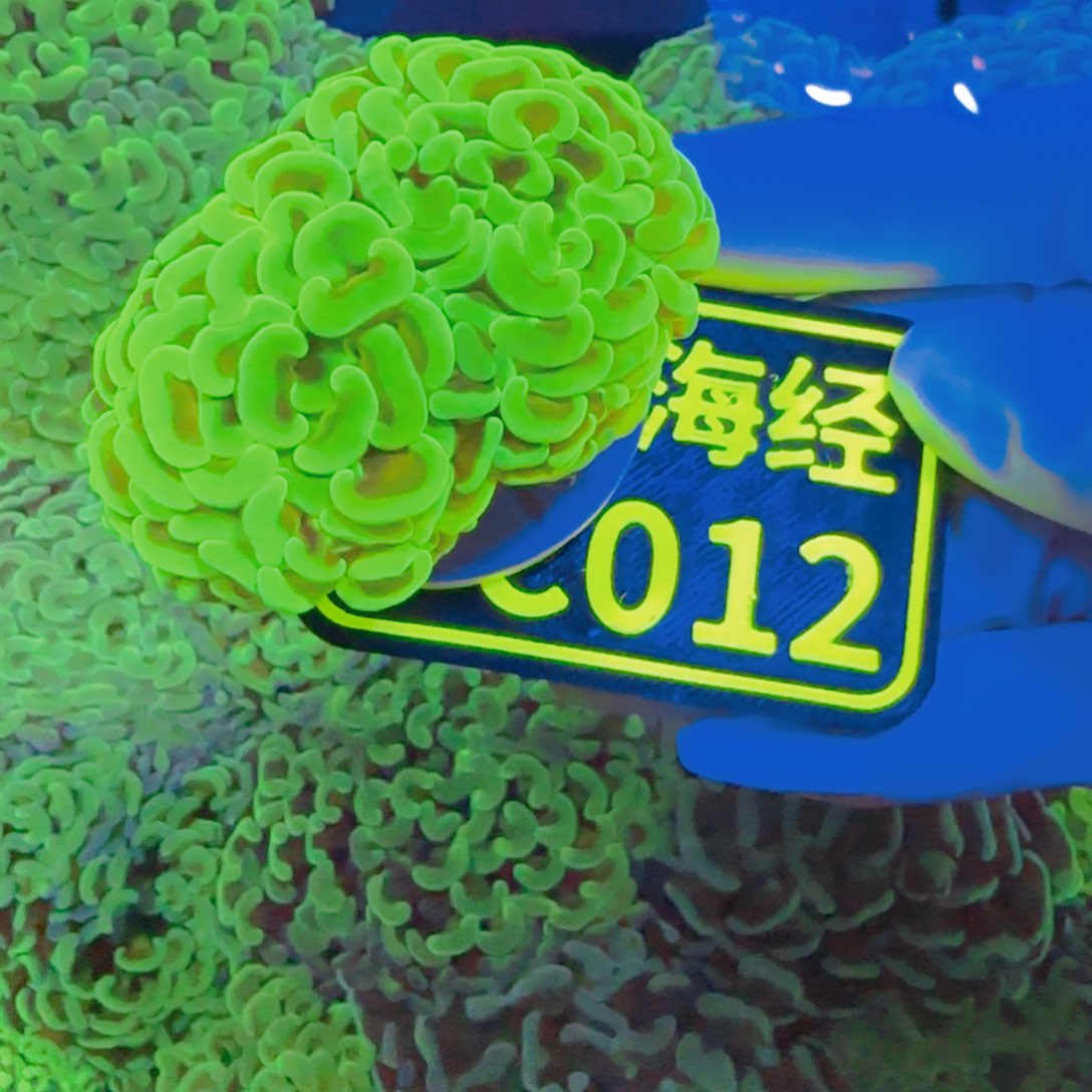 粘***包纽扣珊瑚晓晓不包邮山脉榔头C012