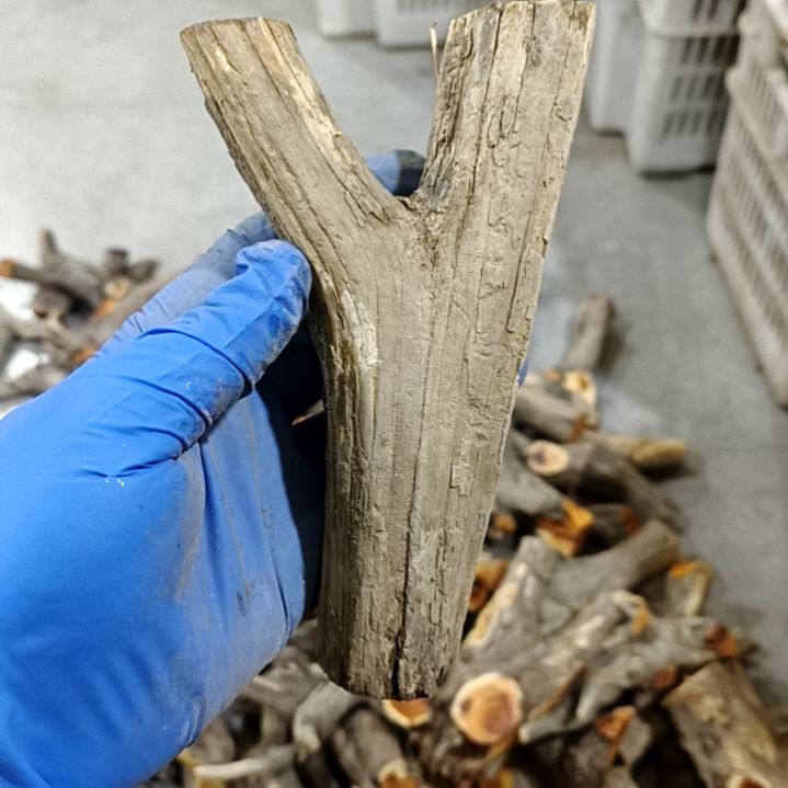 ღ***ღ香榧木崖柏原叉崖柏原叉崖柏