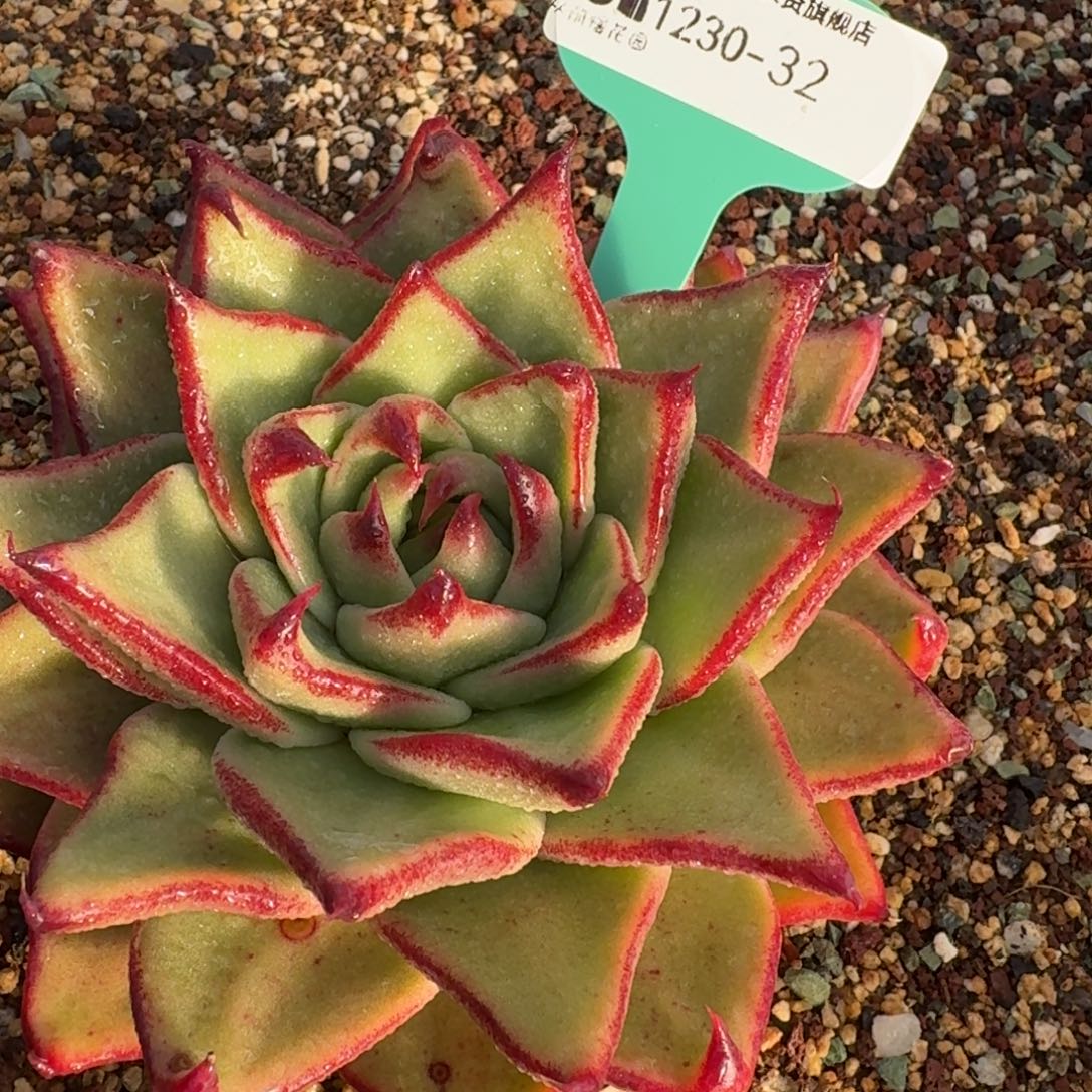 随****从前慢多肉精选编号1230-32