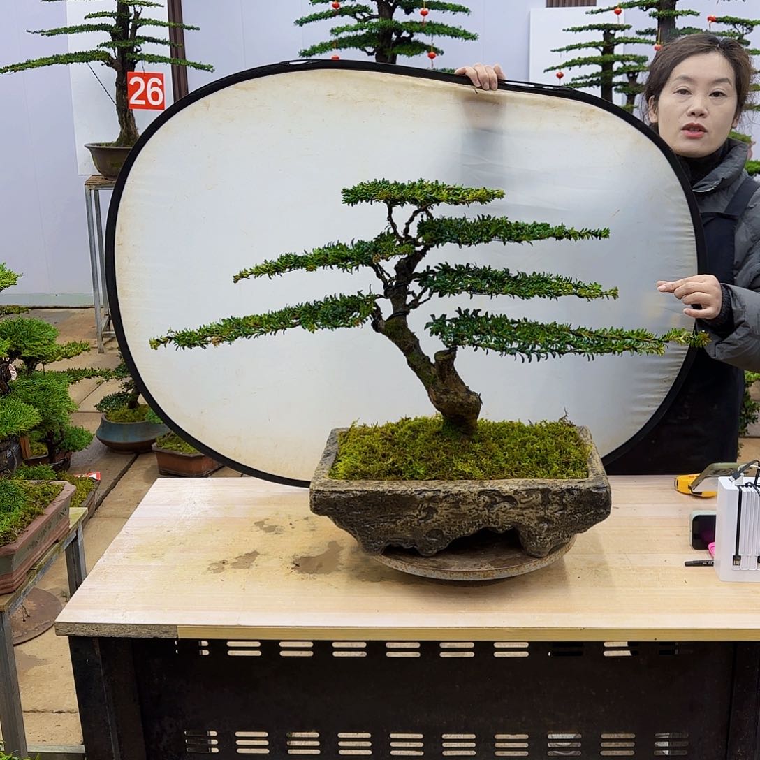 盆景直播间一物一拍