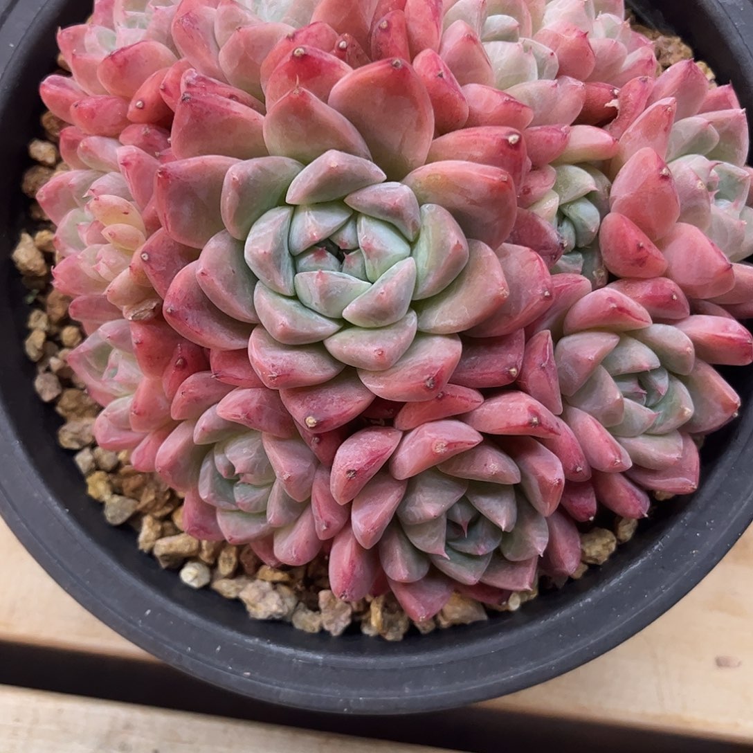 ****芙多肉植物多肉植物