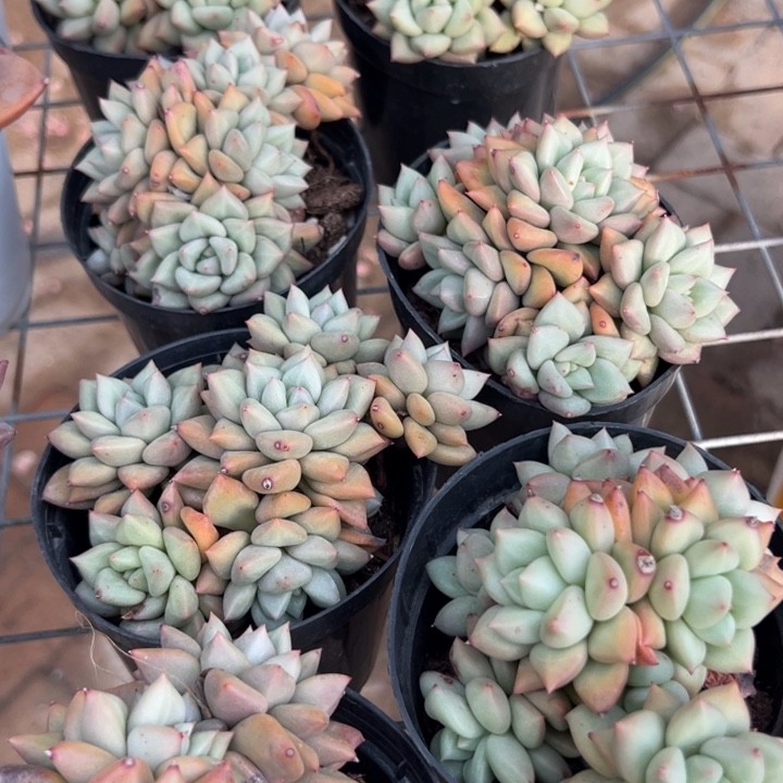 新疆包邮 黄金象牙