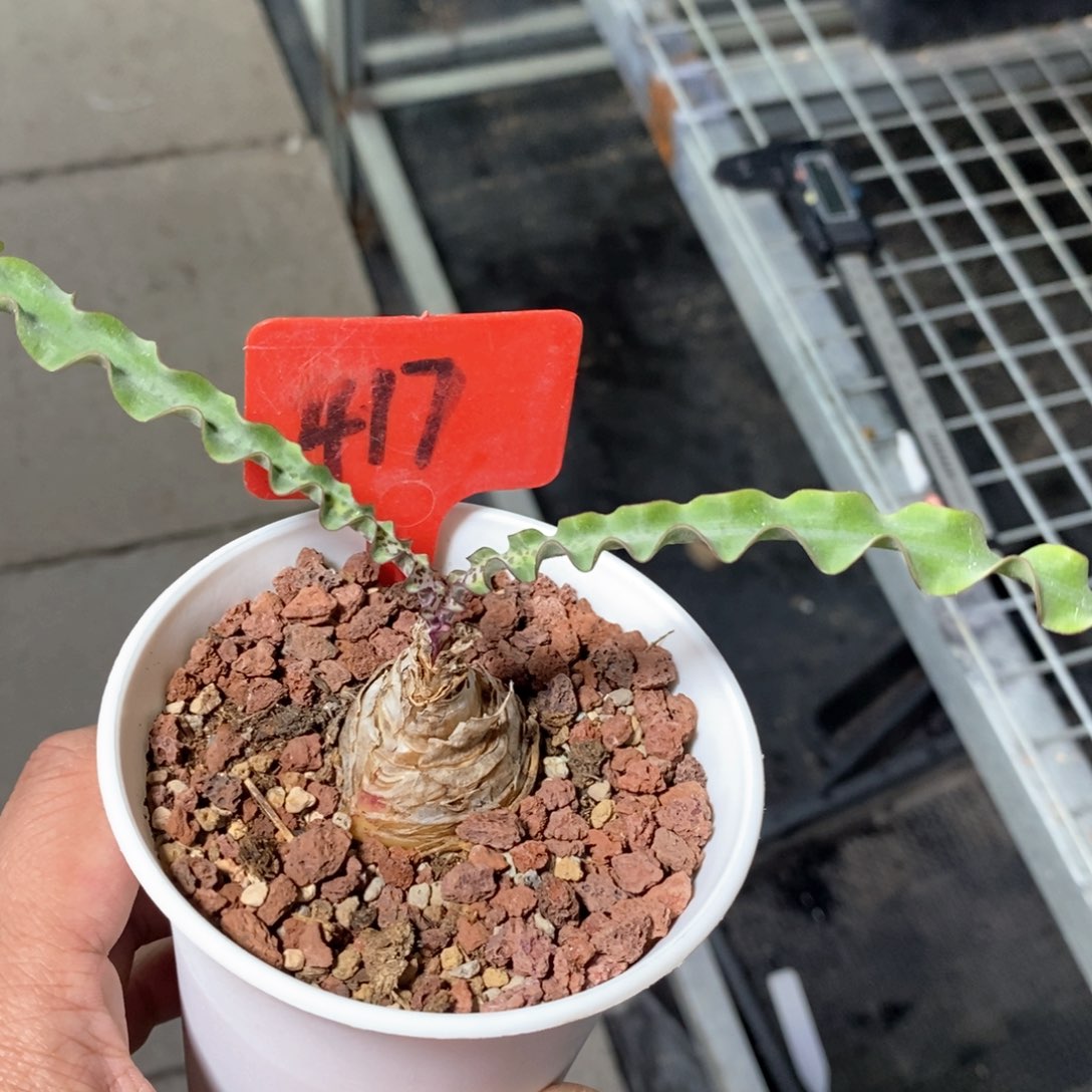 波叶血莲多肉植物