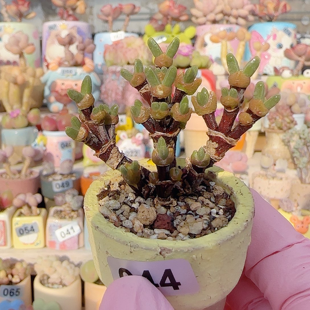 枝干兔子 盆口3cm