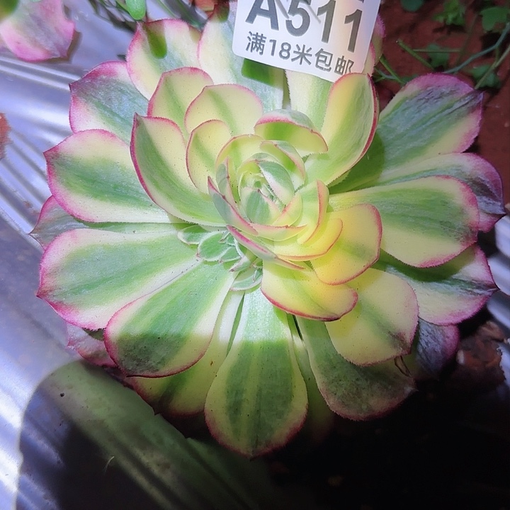 多肉法师粉体海王