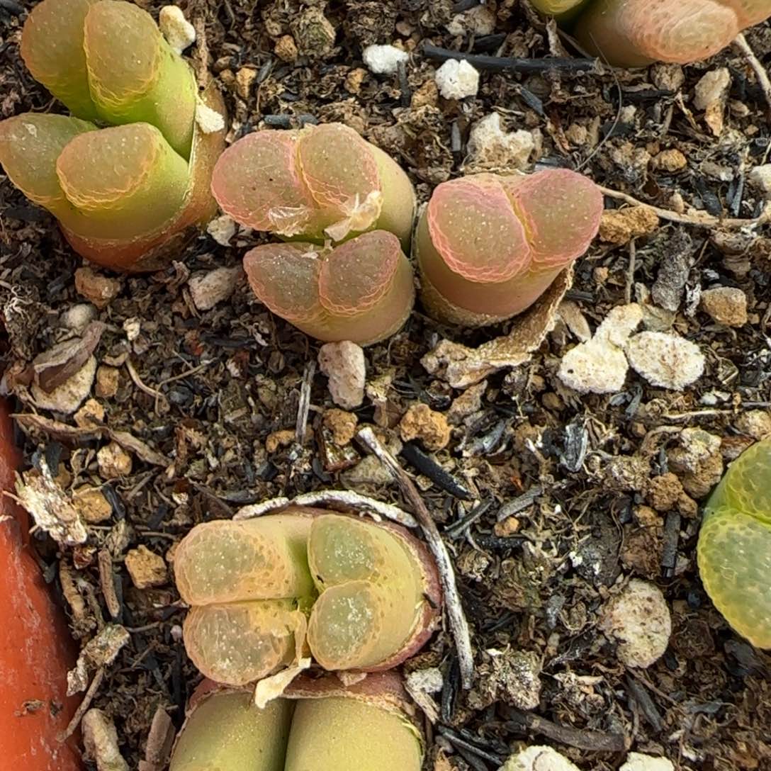 ˘****❥多肉多肉多肉442