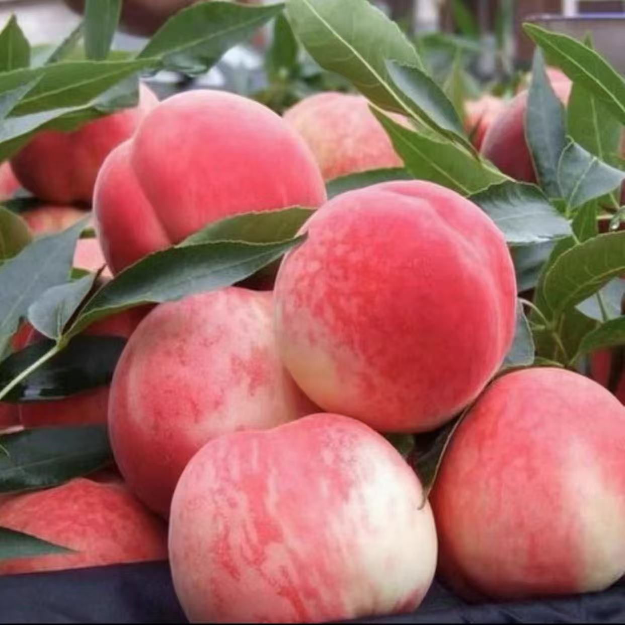 【坏果包赔】当季水蜜桃新鲜采摘甜美多汁水蜜桃好吃G