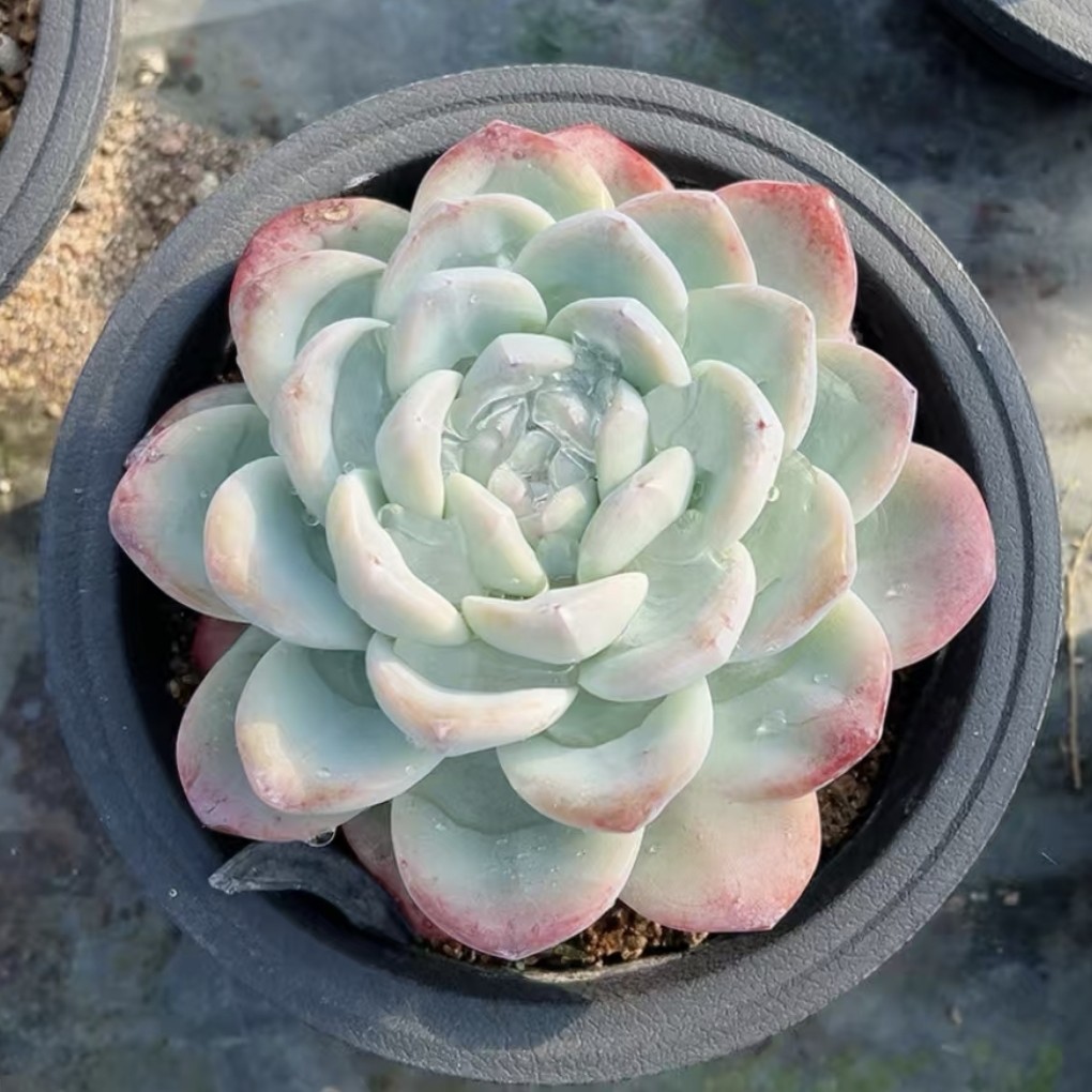 多肉一物一拍，G501一550号（新疆西藏不包邮）