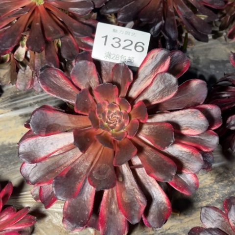 火烧云的多肉多肉1326