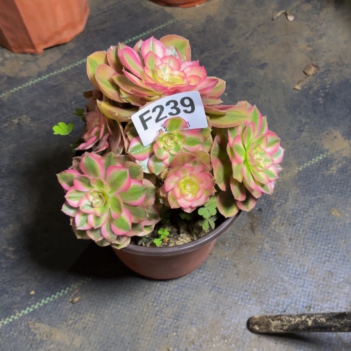 瑞妈，，。。。。。239万白，