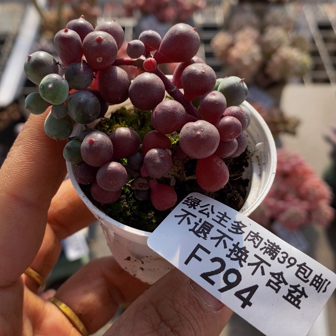 葡萄294/5cm多肉