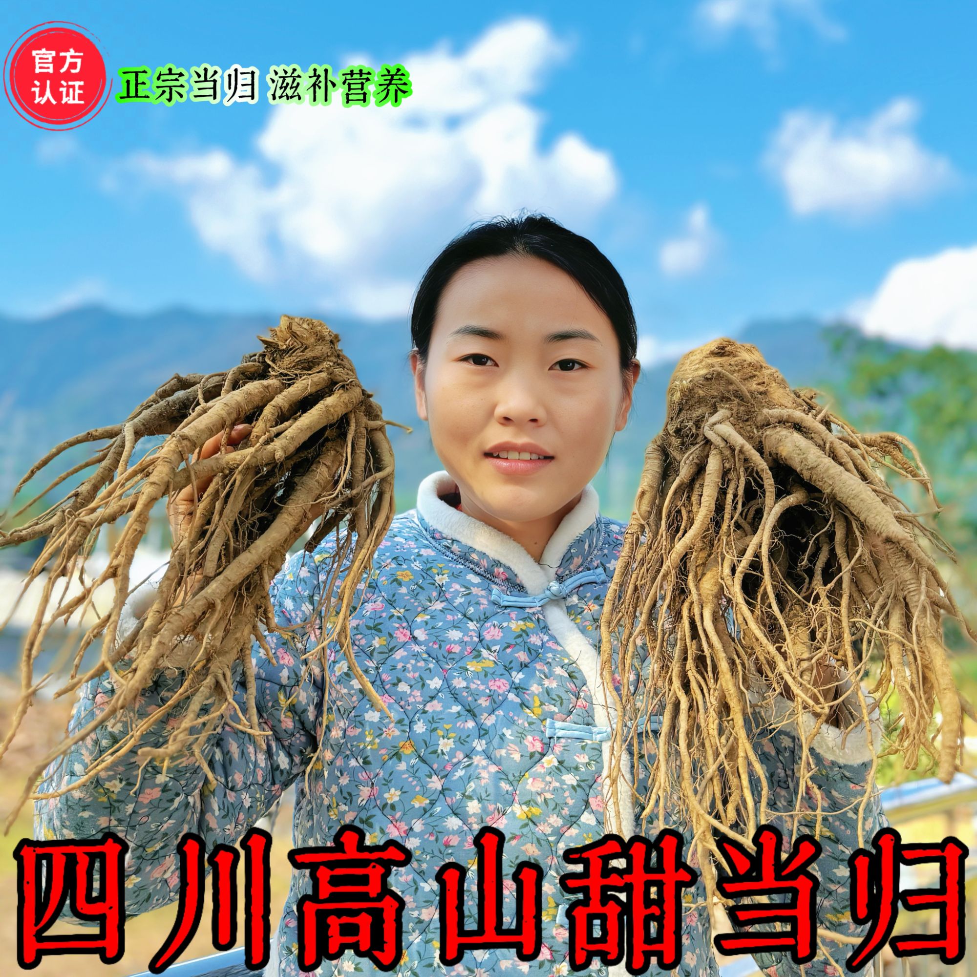 四川高山新鲜甜当归菜当归当归包邮