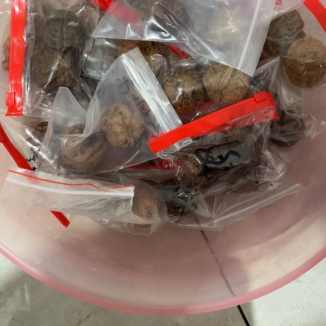 名***静核桃文玩核桃地闷